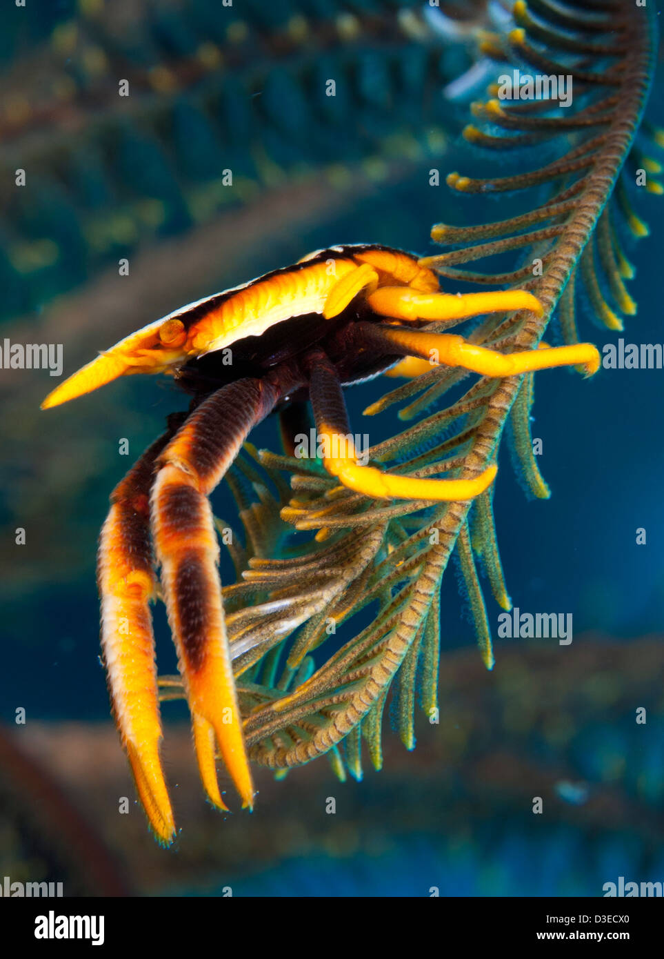 L'accroupissement élégant le homard (Allogalathea elegans), en jaune et rouge, Cenderwasih Bay, la Papouasie-Nouvelle-Guinée. Banque D'Images