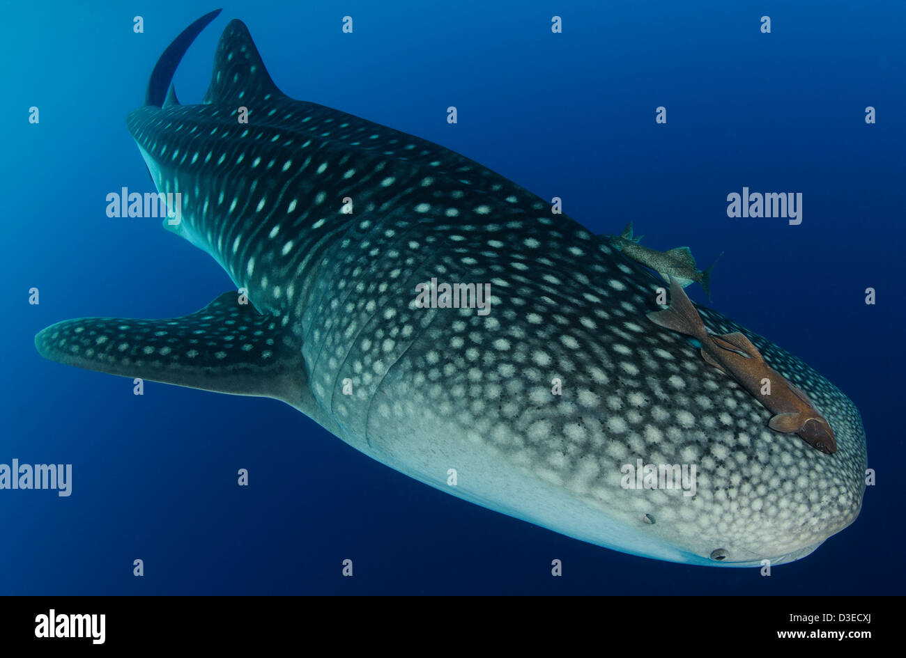 Requin-baleine (Rhincodon typus) rassemble sous la plate-forme de pêche pour nourrir des filets de pêcheurs, Papouasie, Indonésie. Banque D'Images