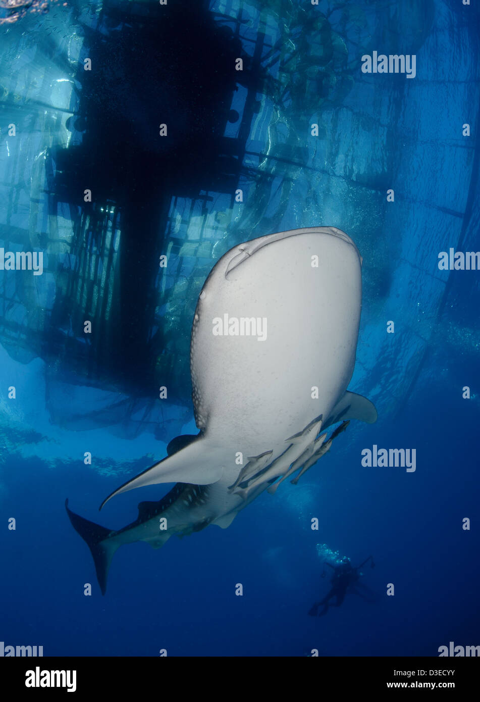 Le requin-baleine (Rhincodon typus) se rassemblent sous des plates-formes de pêche pour nourrir des filets de pêcheurs, Papouasie, Indonésie. Banque D'Images