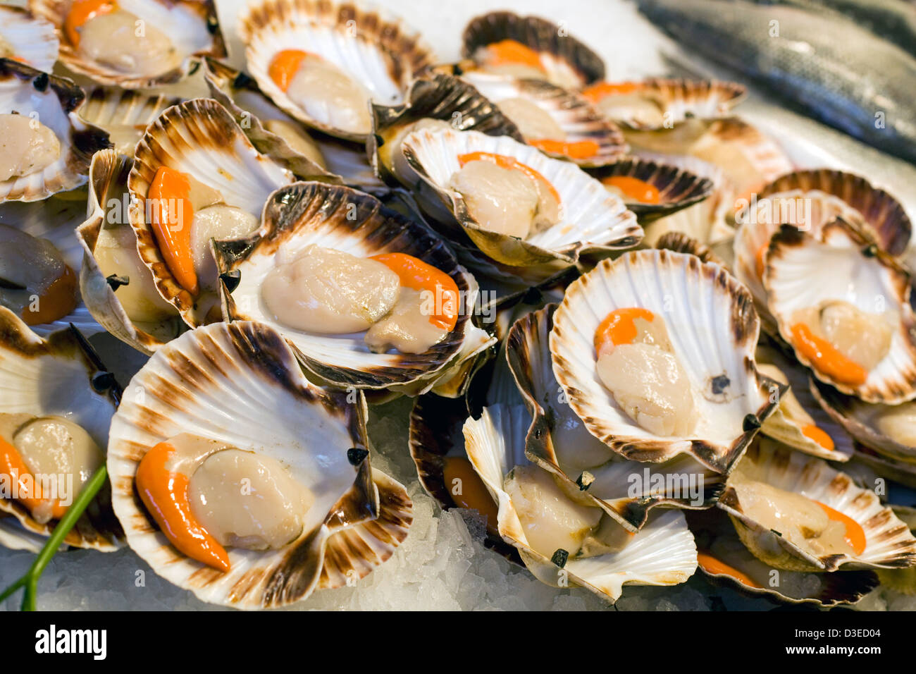 Des pétoncles crus dans des obus sur la glace à un décrochage du marché de poissons à Venise Italie Banque D'Images