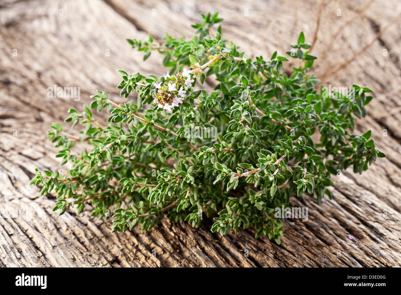 L'herbe de thym sur table en bois. Banque D'Images