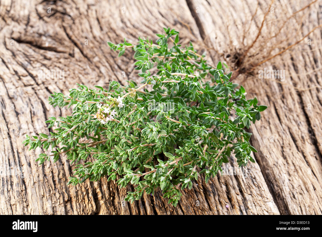 L'herbe de thym sur table en bois. Banque D'Images