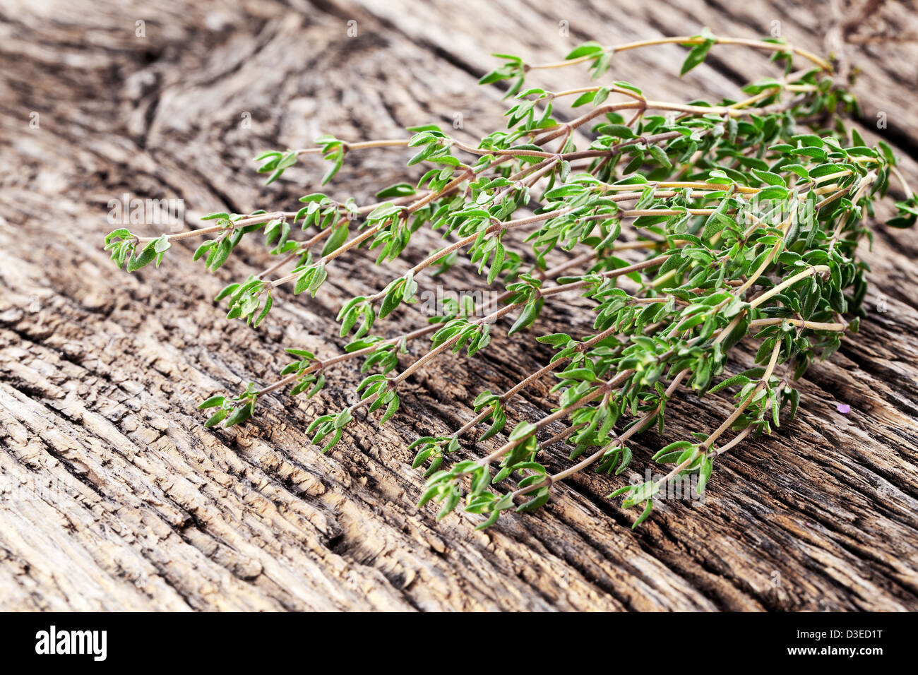 L'herbe de thym sur table en bois. Banque D'Images