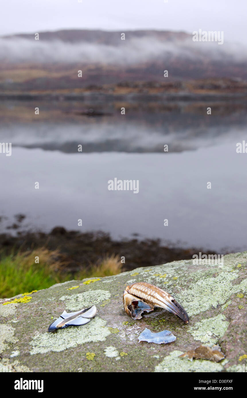 Griffe crabe vestiges loch 38, Ecosse Banque D'Images