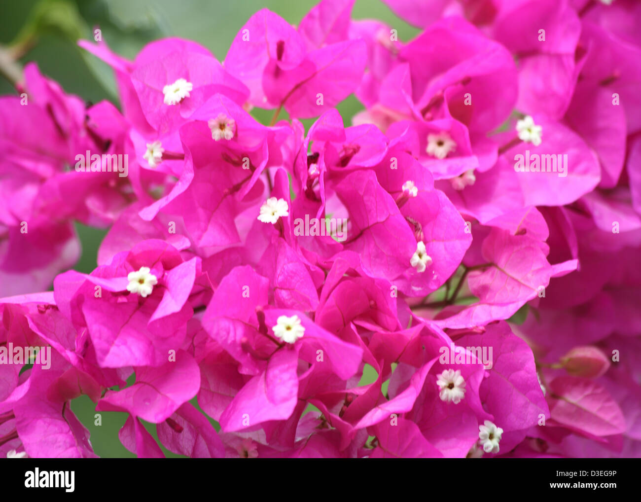 Fleurs de bougainvilliers, LA BARBADE Banque D'Images