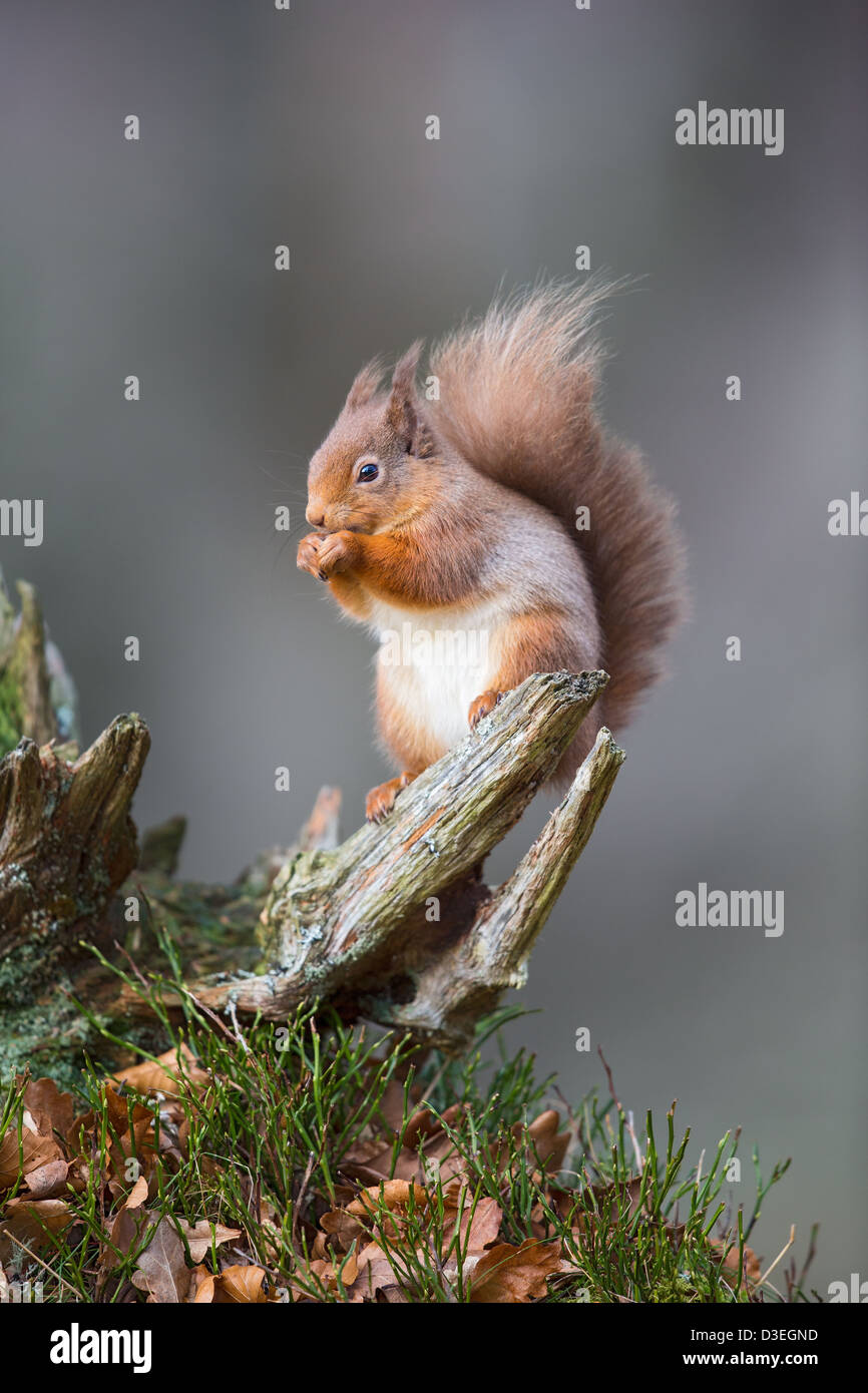 L'écureuil roux (Sciurus vulgaris) assis sur une souche d'arbre en se nourrissant, soft-focus fond gris, Highlands écossais Banque D'Images