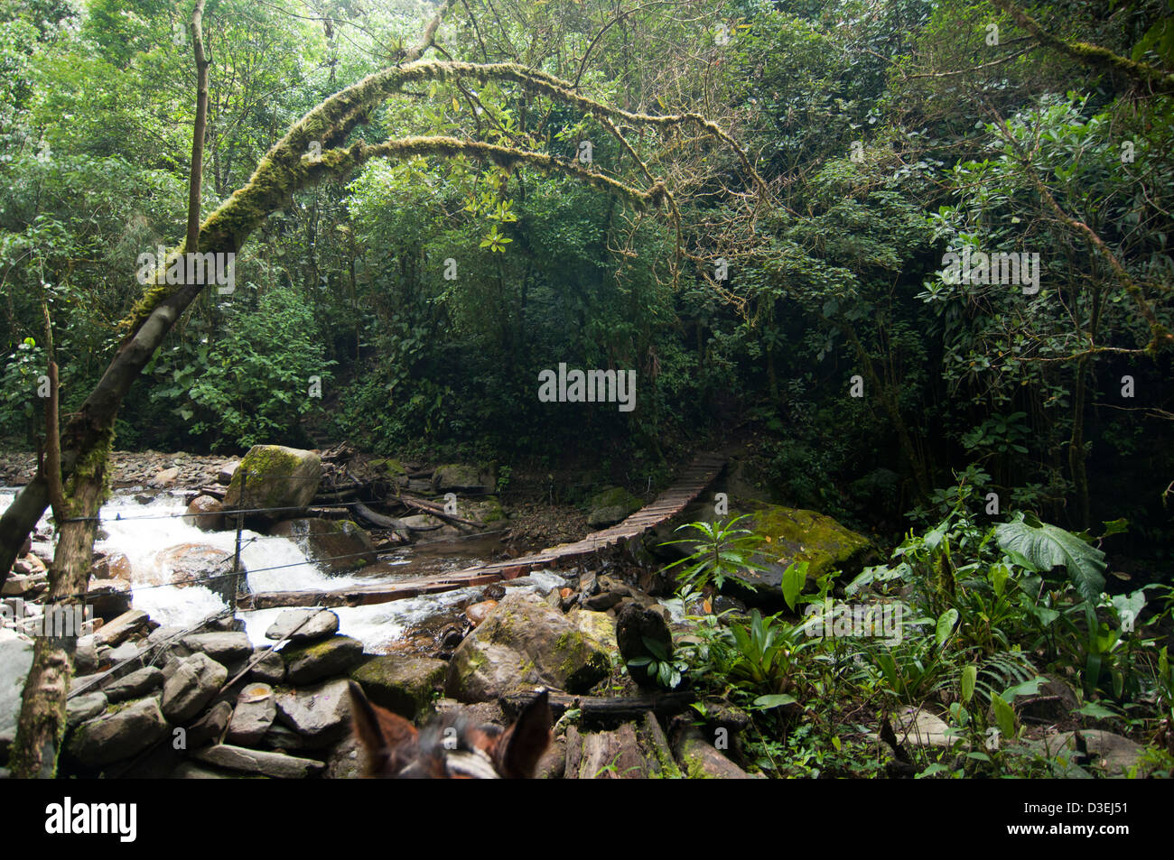 flux de la jungle Banque D'Images