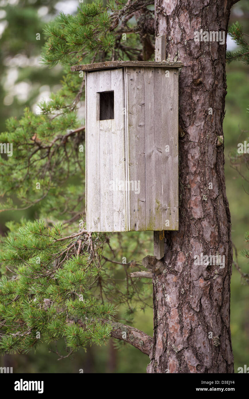 Gros plan du big wooden birdhouse sur tronc d'arbre dans la forêt de pins Banque D'Images