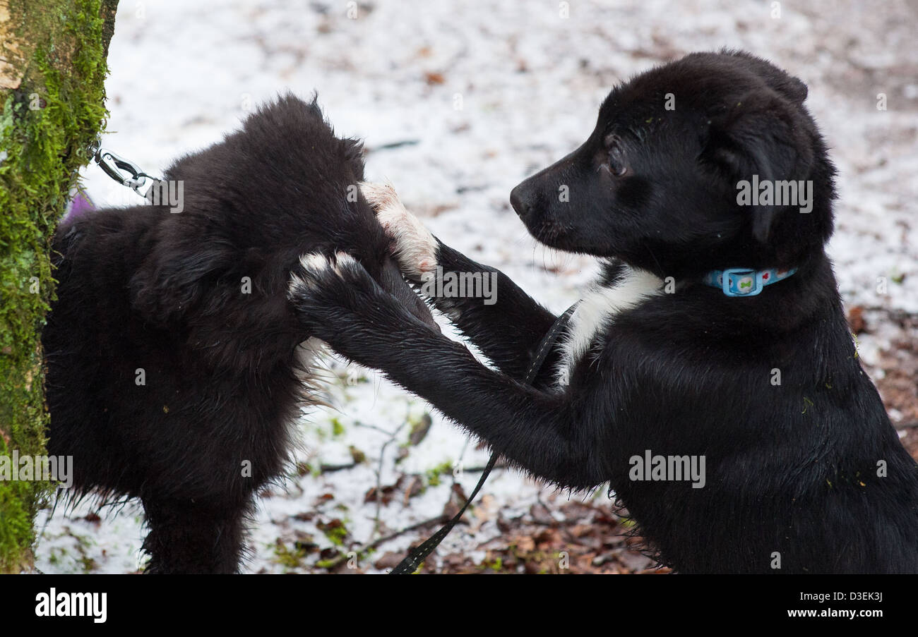 Deux chiots croisé Border Collie jouent dans la neige Banque D'Images