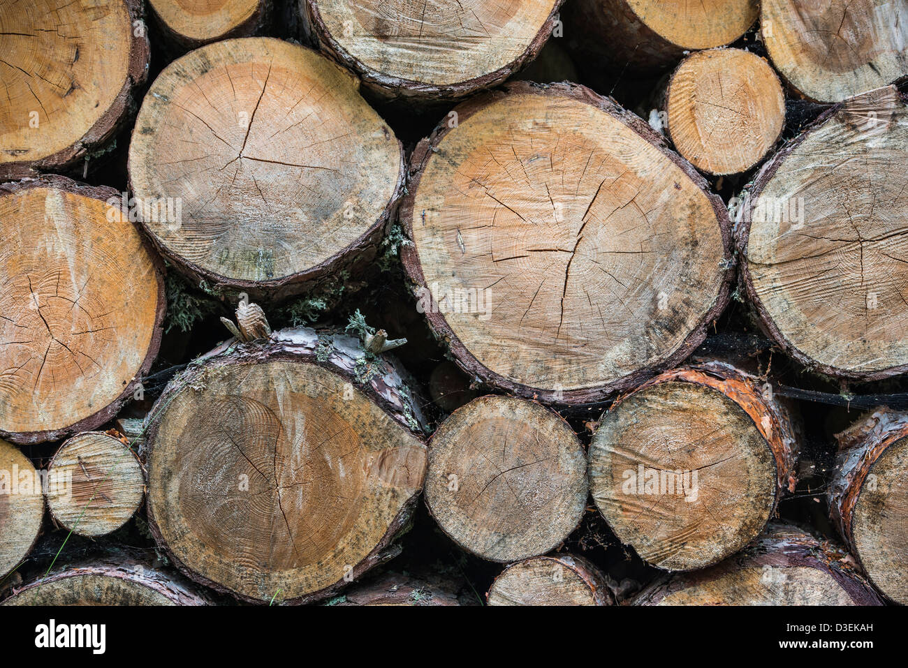 Vue avant gros plan du tas de bois empilé avec Banque D'Images