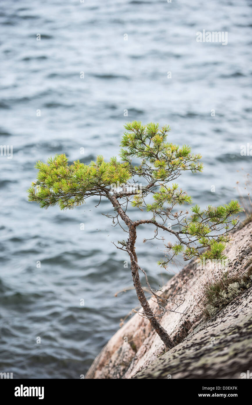 Petit arbre de pin sur les roches par la mer dans l'archipel de Stockholm, Suède Banque D'Images