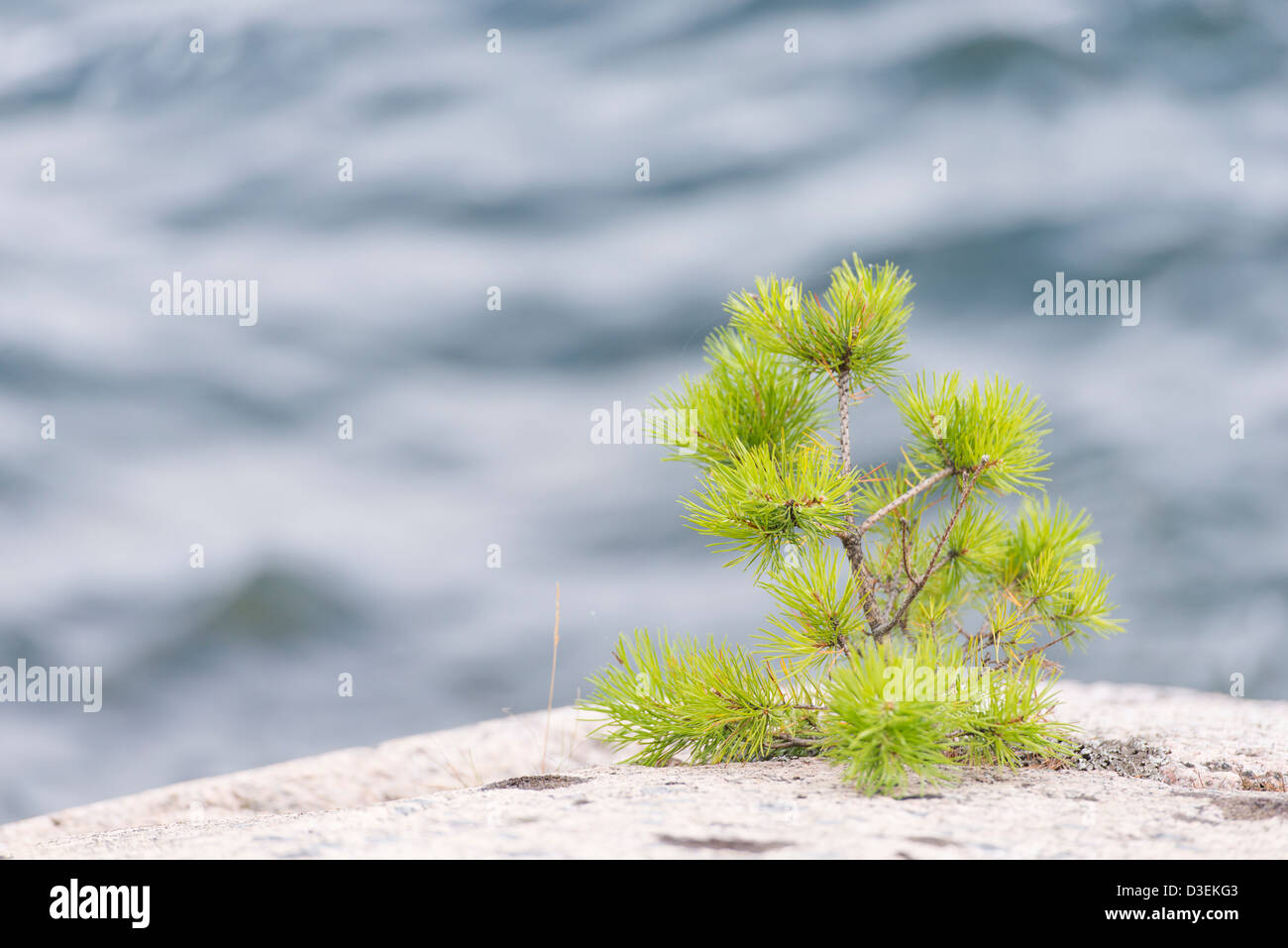 Petit arbre de pin sur les roches par la mer dans l'archipel de Stockholm, Suède Banque D'Images