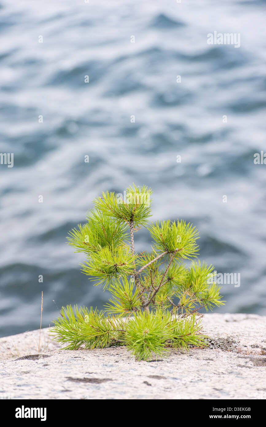 Petit arbre de pin sur les roches par la mer dans l'archipel de Stockholm, Suède Banque D'Images