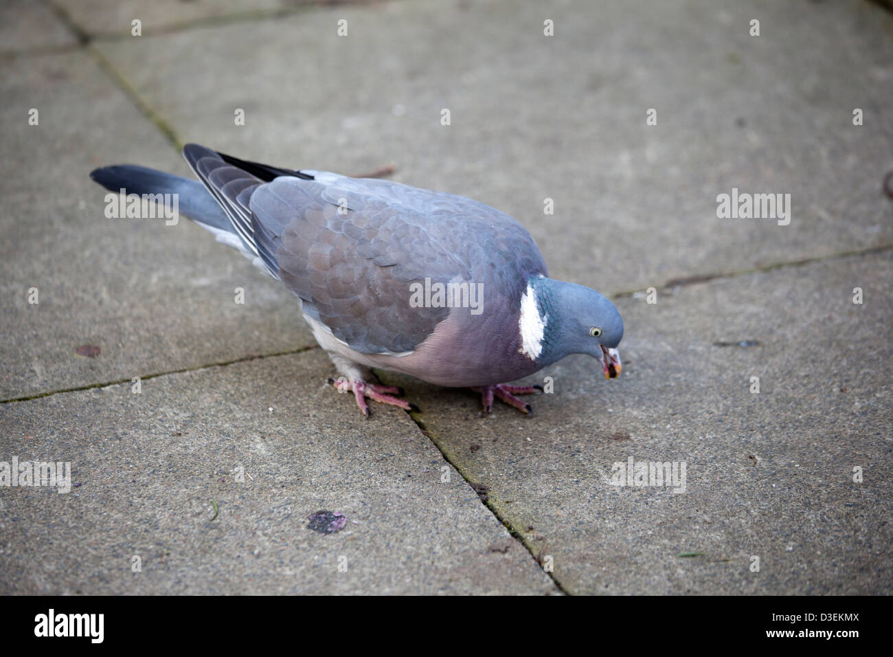Pigeon ramier sur la chaussée Banque D'Images