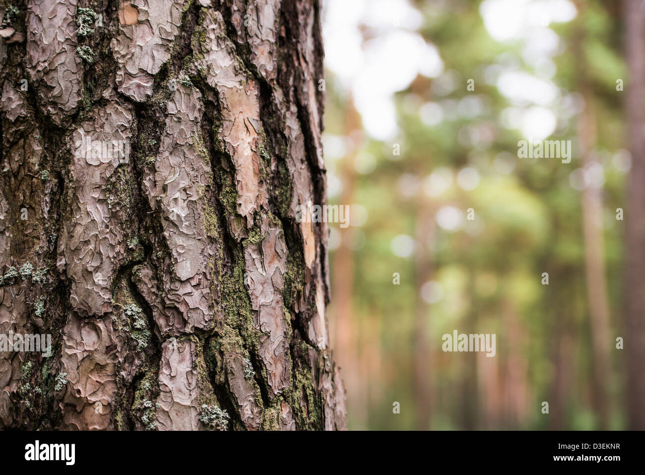 Gros plan du tronc de l'arbre dans la forêt de pins, la Suède Banque D'Images