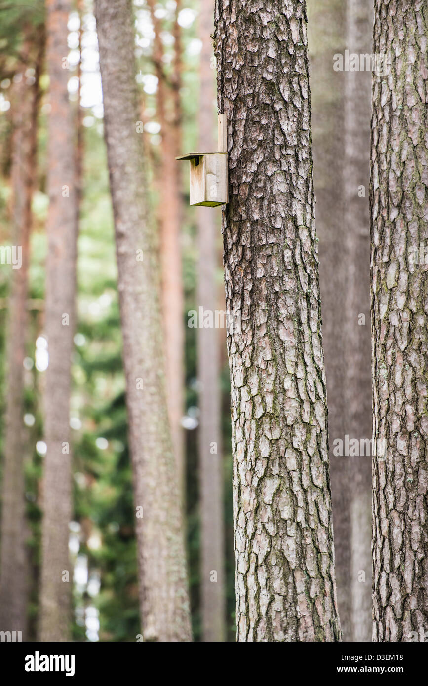 Wooden birdhouse sur tronc d'arbre dans la forêt de pins Banque D'Images