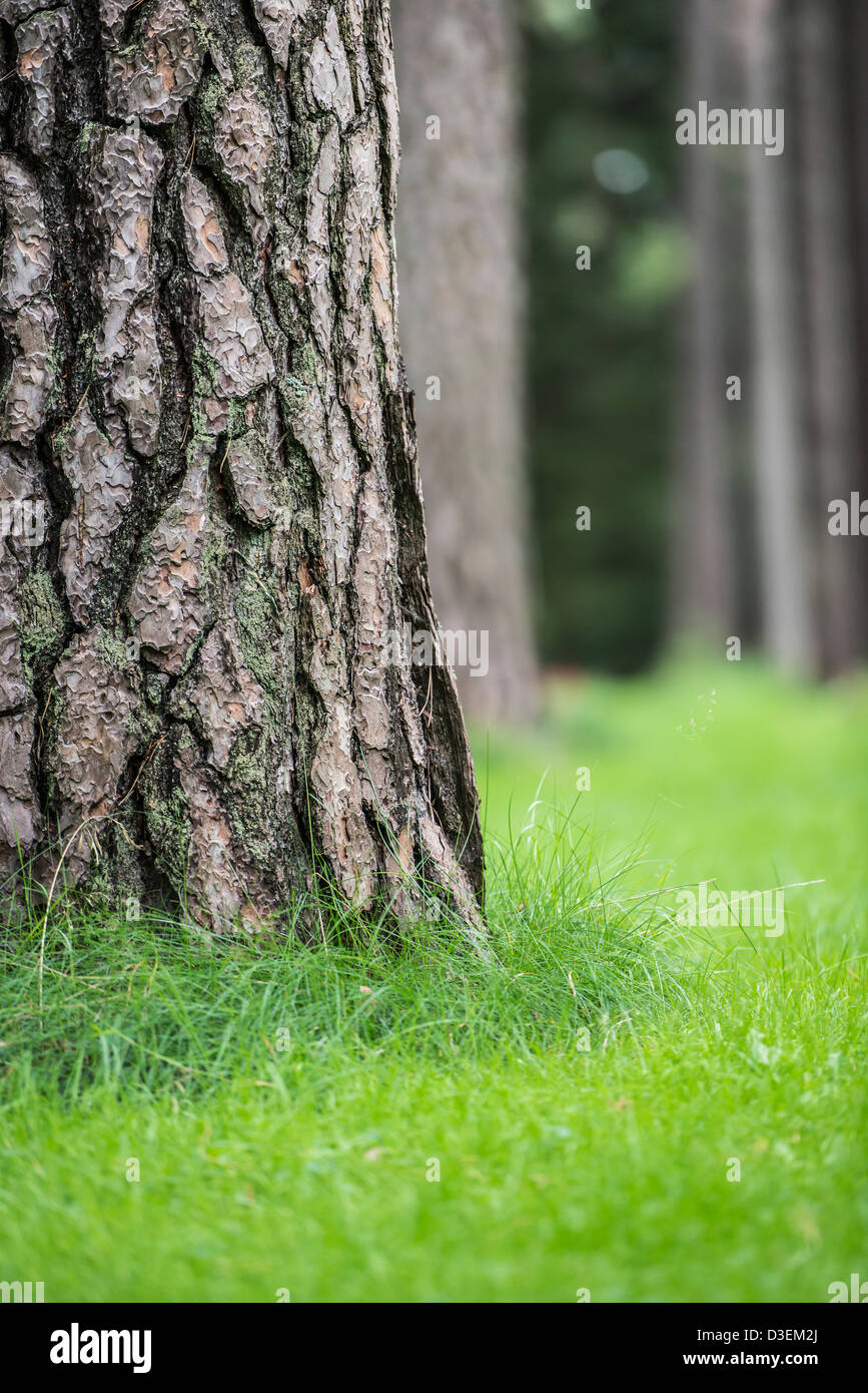Des troncs de pins et l'herbe verte en forêt Banque D'Images