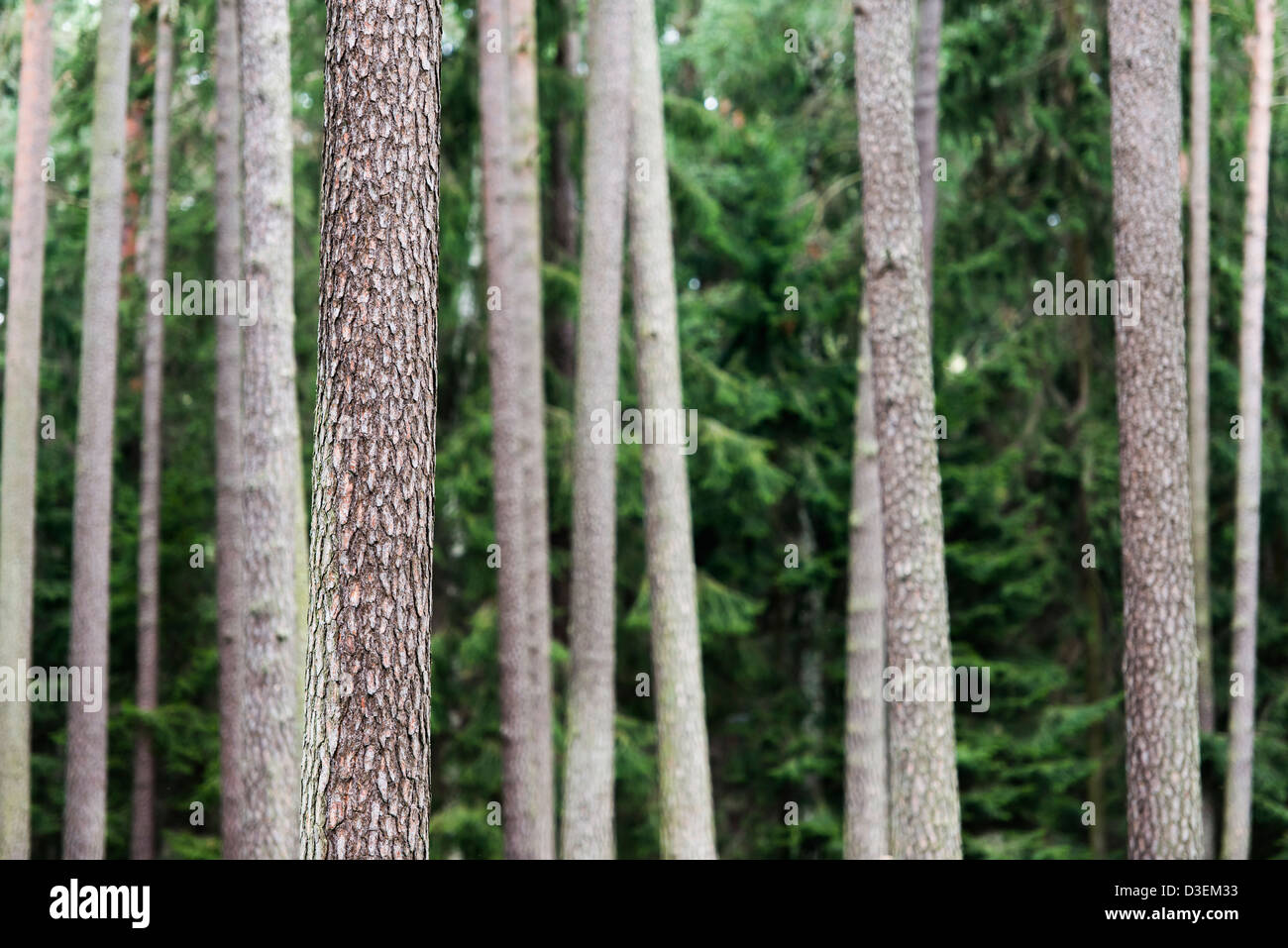 Scène de la nature avec des troncs de pins en forêt Banque D'Images