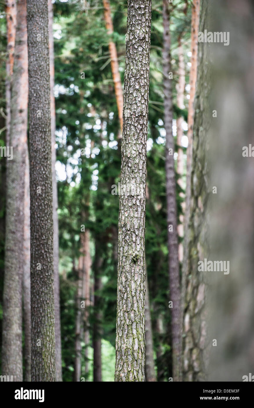 Scène de la nature avec des troncs de pins en forêt Banque D'Images