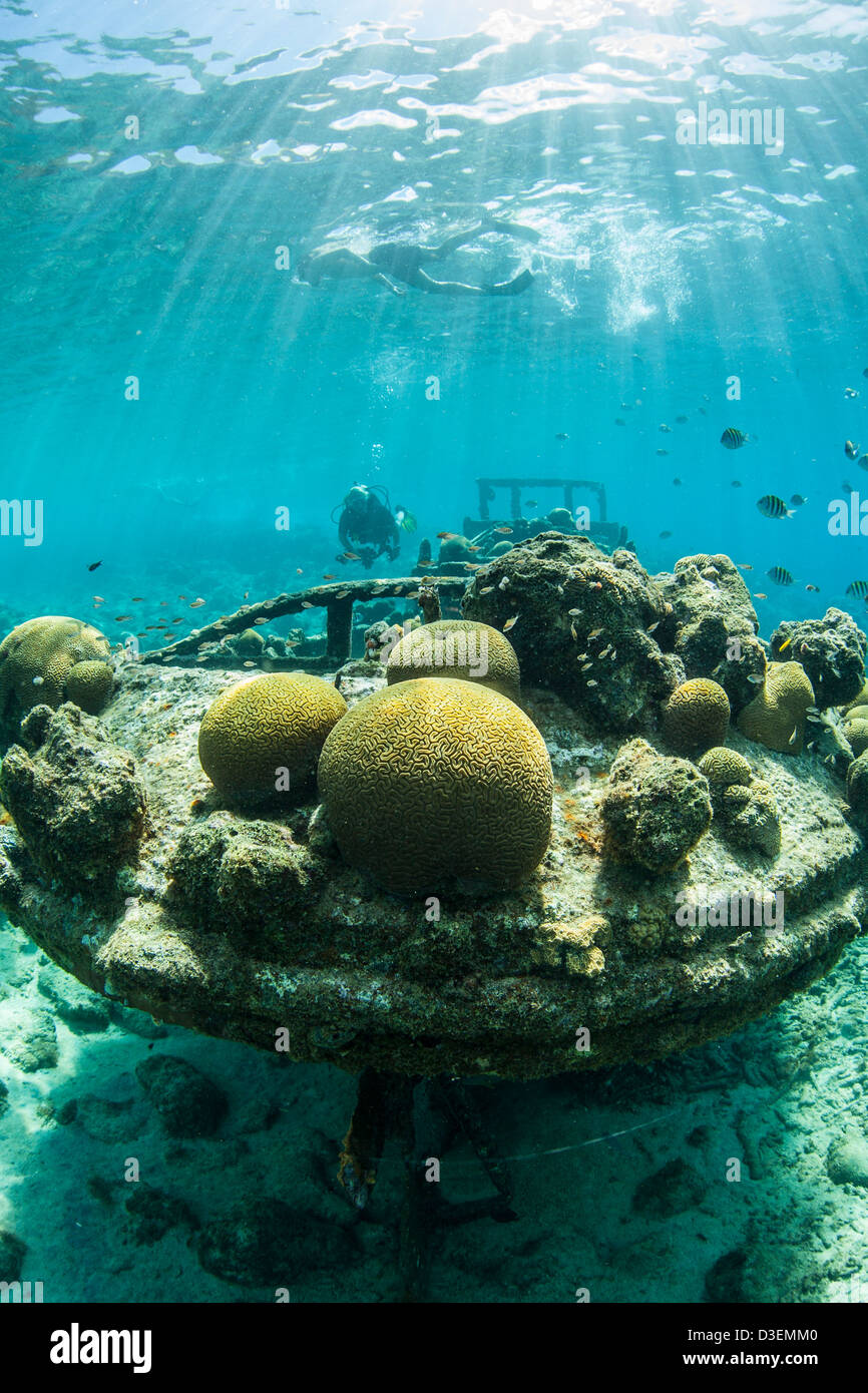 Dans le plongeur les eaux cristallines des Caraïbes de Curaçao Banque D'Images