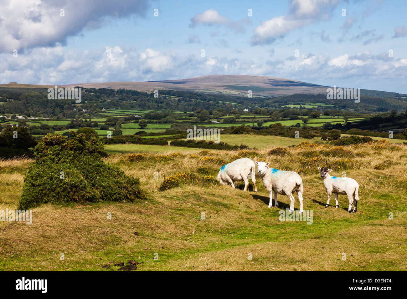 Vues sur le Dartmoor, élevé près de Postbridge, Devon, UK Banque D'Images