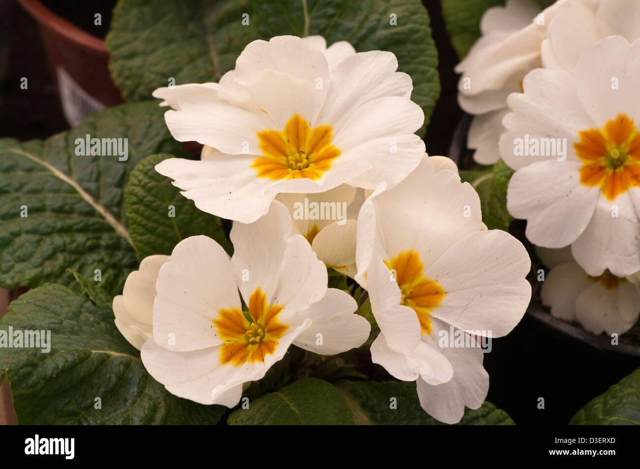 Primevères blanches fleurs de printemps UK Banque D'Images