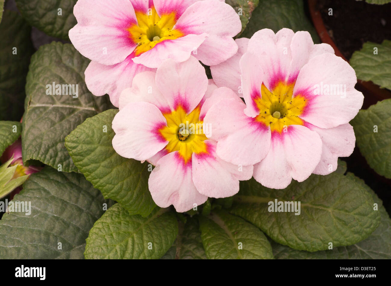 Rose et Blanc primroses Spring Flowers UK Banque D'Images