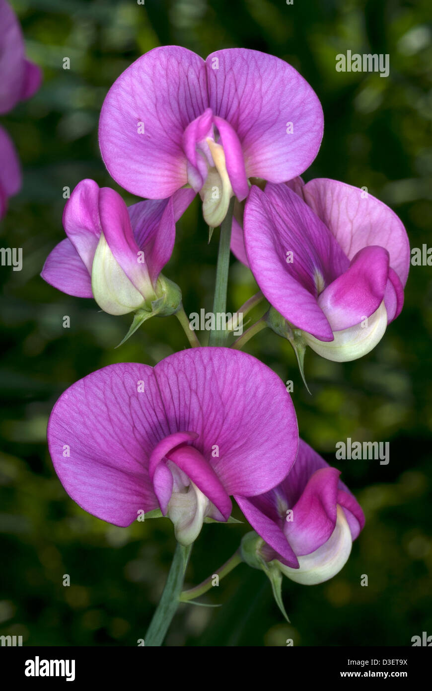 Fleurs de pois éternelle, Lathyrus latifolius Banque D'Images