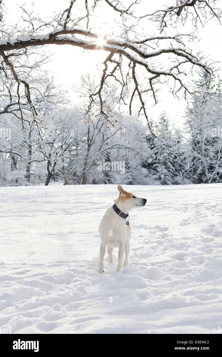 Un chien dans la neige. Banque D'Images