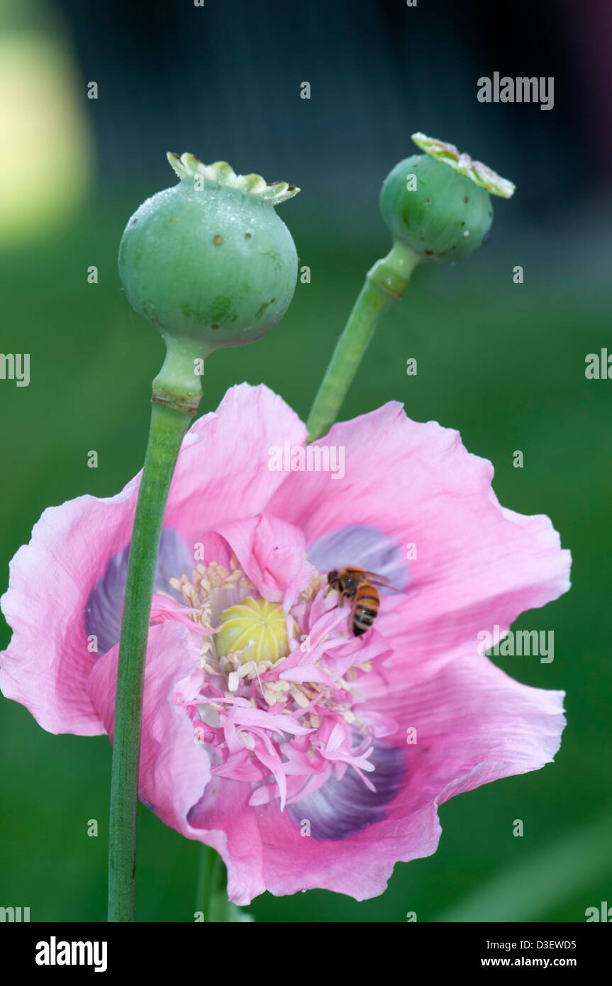 Le pavot à opium, Papaver somniferum Banque D'Images