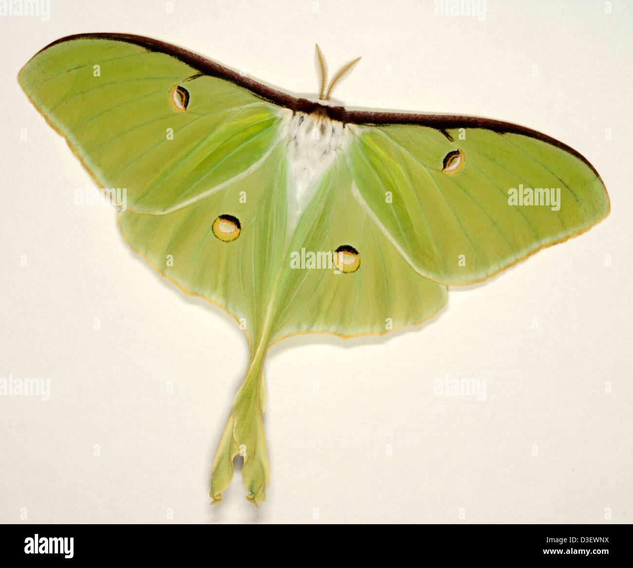 Actias luna, connu sous le nom de Luna Moth Banque D'Images