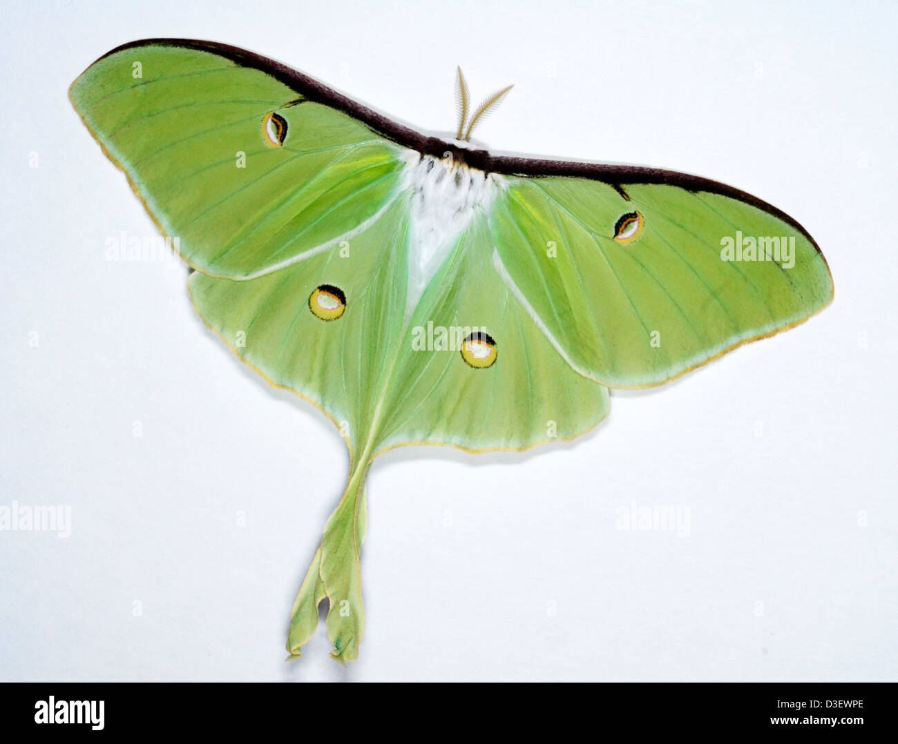 Actias Luna Banque D Image Et Photos Alamy