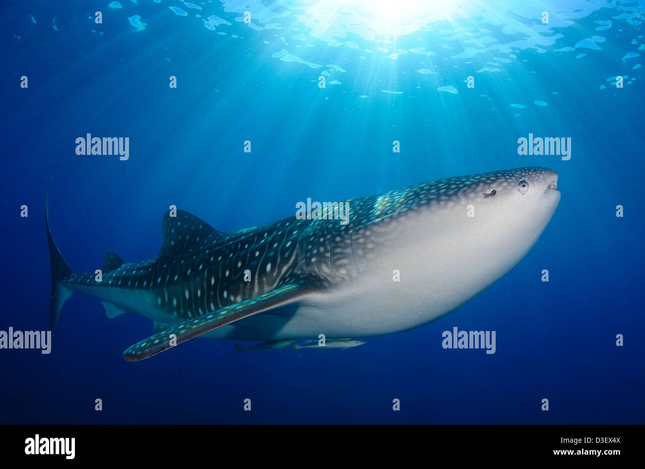 Le requin-baleine (Rhincodon typus) se rassemblent sous des plates-formes de pêche pour nourrir des filets de pêcheurs, Papouasie, Indonésie. Banque D'Images