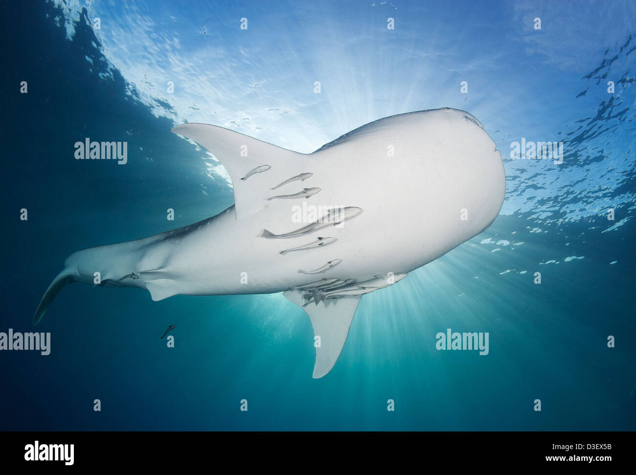 Le requin-baleine (Rhincodon typus) se rassemblent sous des plates-formes de pêche pour nourrir des filets de pêcheurs, de l'Indonésie. Banque D'Images