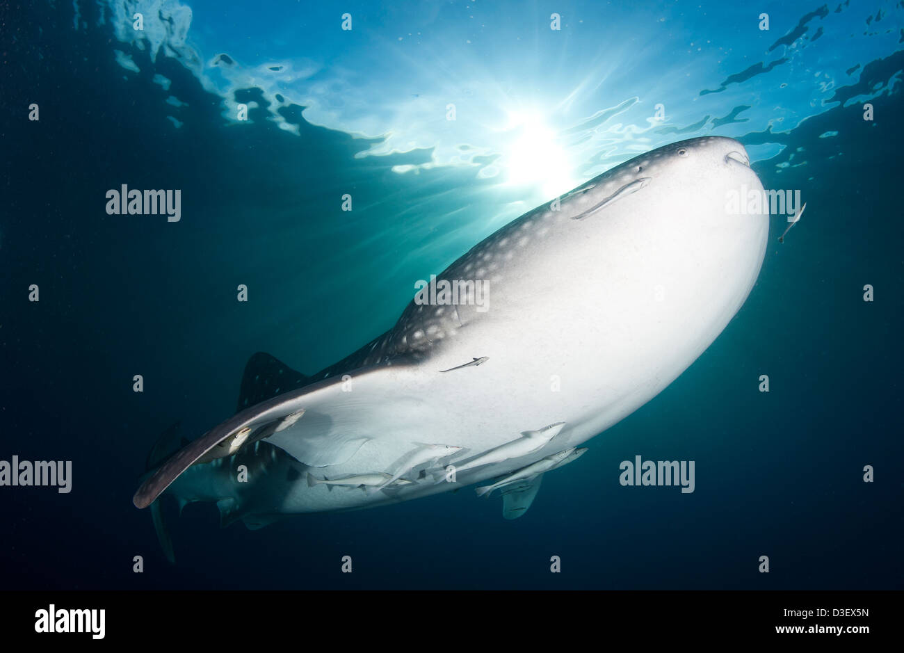 Le requin-baleine (Rhincodon typus) se rassemblent sous des plates-formes de pêche pour nourrir des filets de pêcheurs, de l'Indonésie. Banque D'Images