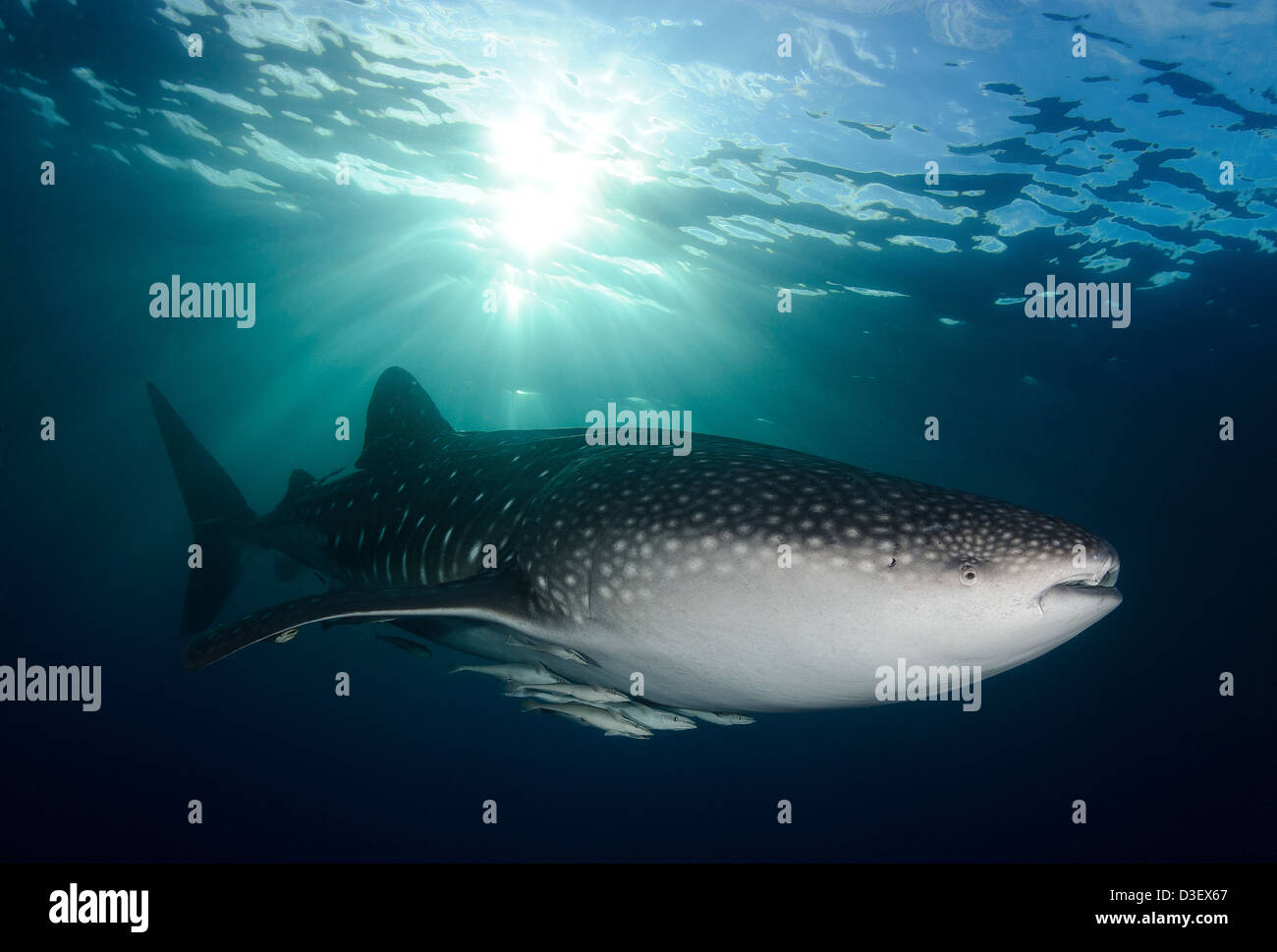 Un requin-baleine (Rhincodon typus), près de la surface comme le soleil du soir descend, l'envoi de lumière sur le requin, l'Indonésie Banque D'Images
