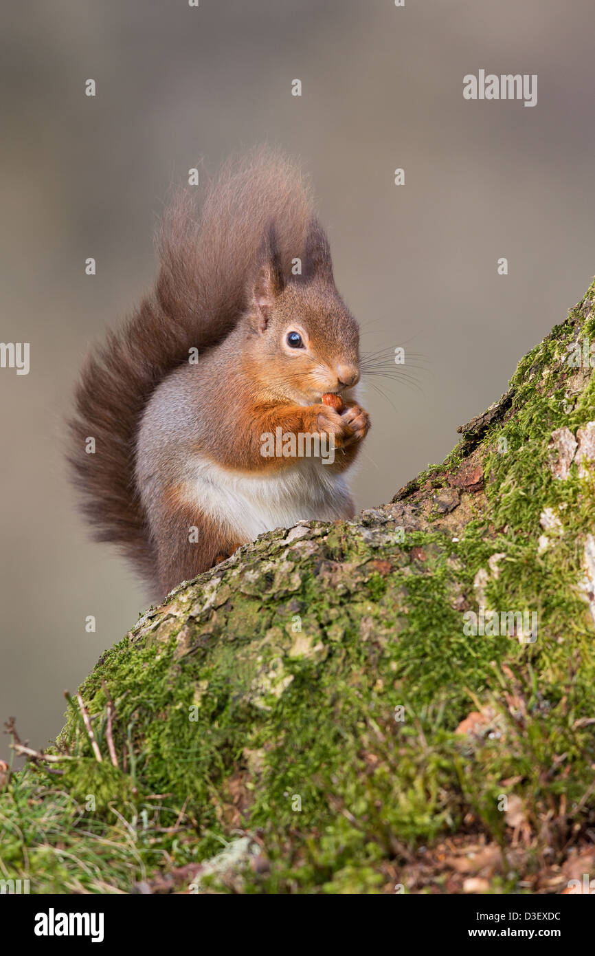 L'écureuil roux (Sciurus vulgaris) sur un arbre une trunkeating noisette, soft-focus fond gris, Highlands écossais Banque D'Images