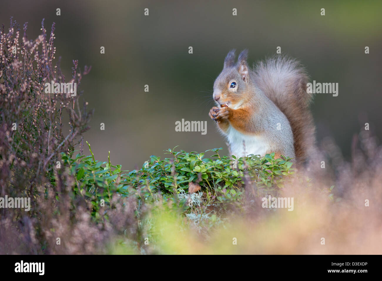 L'écureuil roux (Sciurus vulgaris) chez Heather, l'alimentation, soft-focus, les Highlands écossais en arrière-plan Banque D'Images