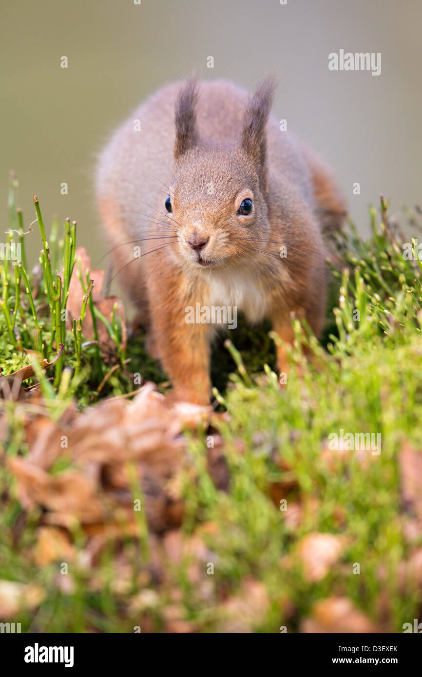 L'écureuil roux (Sciurus vulgaris) à pied à travers l'herbe et les feuilles, soft-focus fond gris, Highlands écossais Banque D'Images