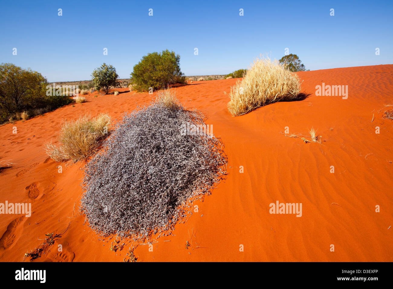 Dune exposée au vent et séché et flétri les buissons en Australie Centrale Banque D'Images