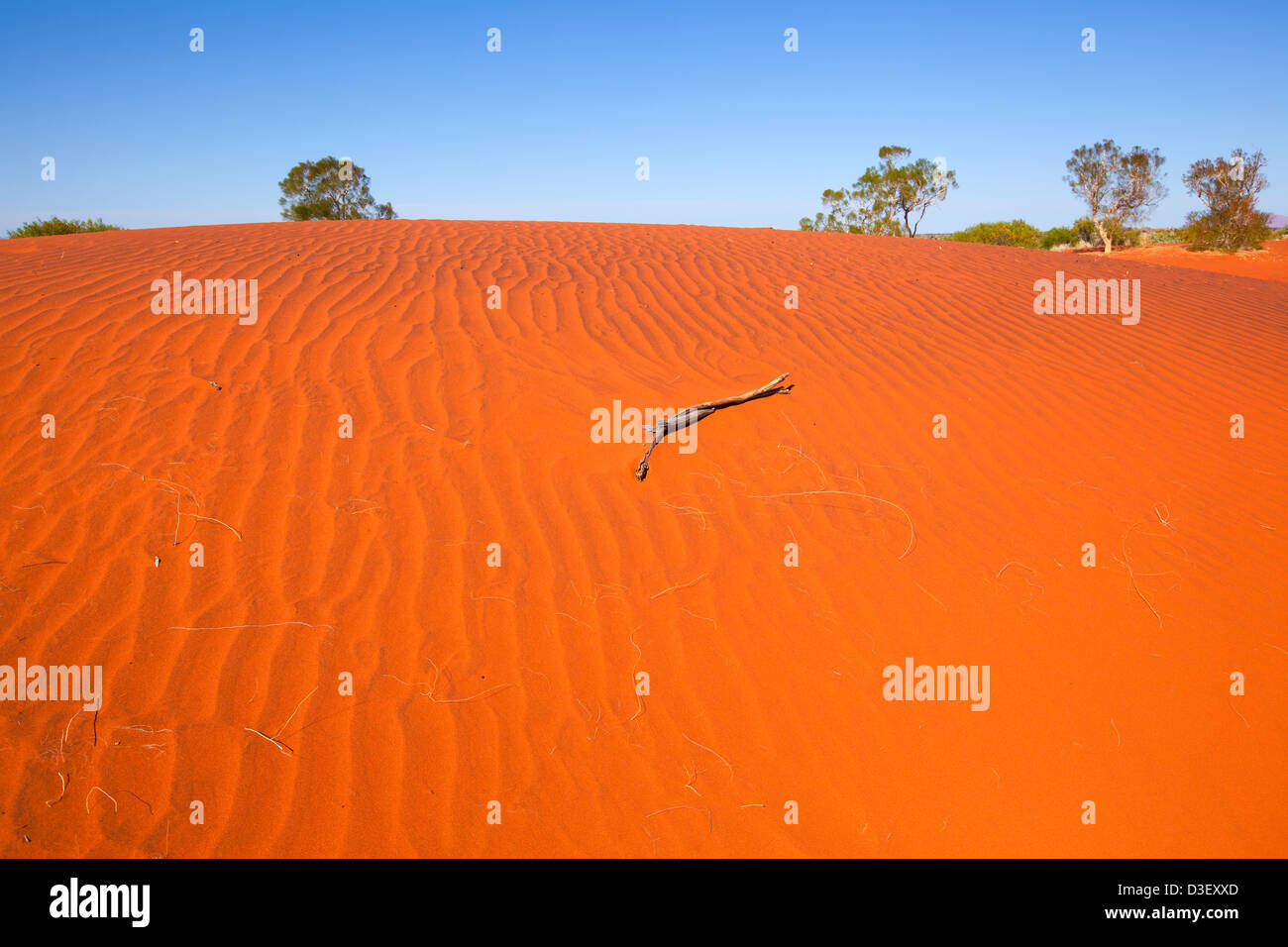 Un morceau de bois de dérive se situe sur une dune exposée au vent dans le centre de l'Australie Territoire du Nord Banque D'Images