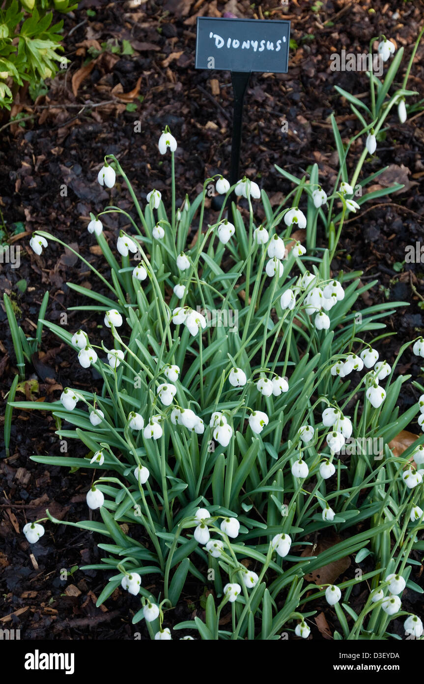 Colesbourne, Gloucestershire, Royaume-Uni. Feb 18, 2013. Grand écran et variété de perce-neige à Colesbourne, Gloucestershire - visiteurs illustré autour de Lord Elwes, dont la famille a speciialised dans snowdrop culture depuis de nombreuses années. Banque D'Images