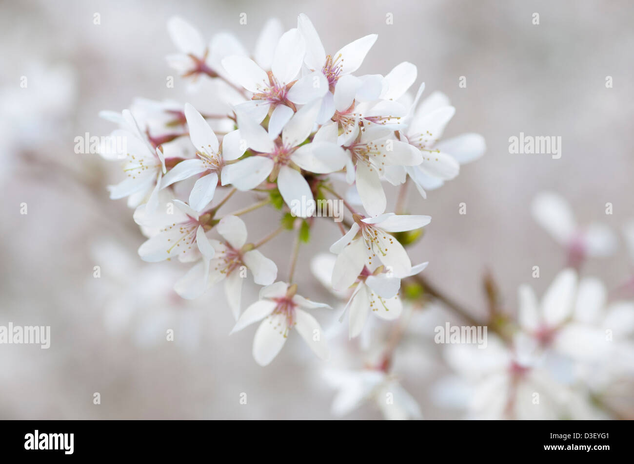 PRUNUS INCISA FUJIMA Banque D'Images