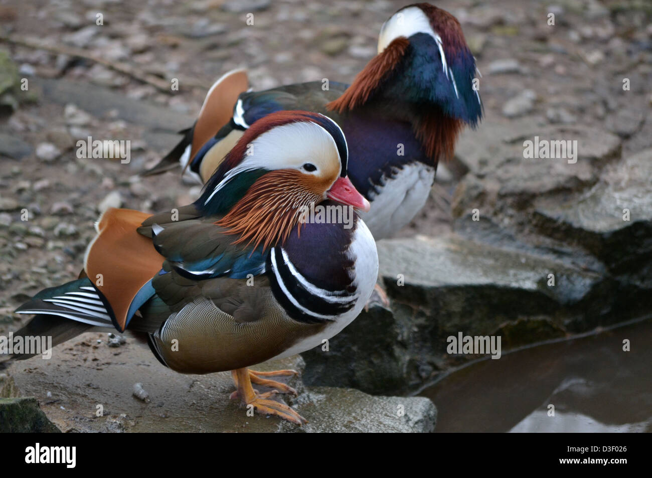 Canard mandarin Banque D'Images