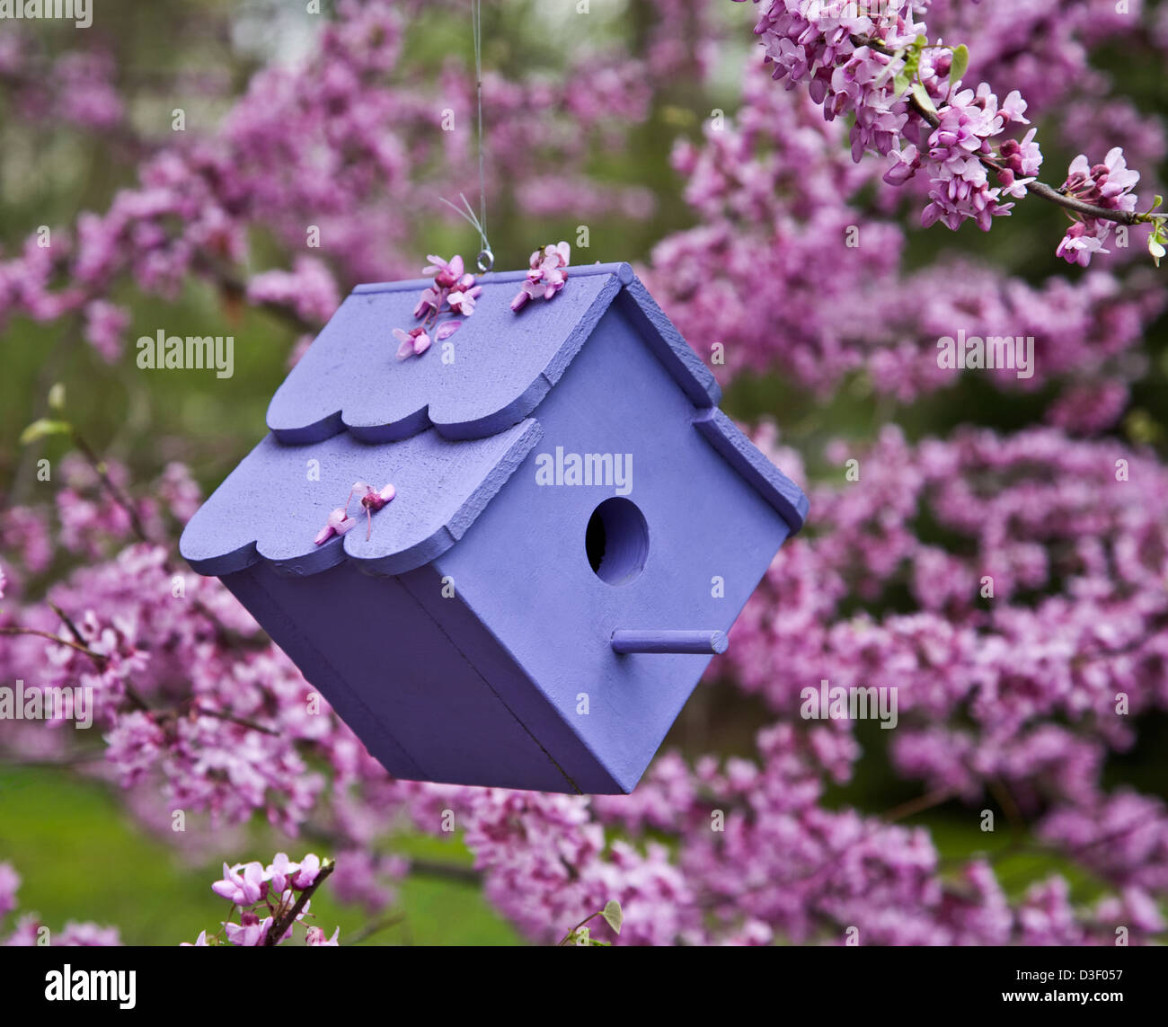 Gros plan Birdhouse bleu, nichée d'oiseau dans un arbre de Redbud dans le New Jersey, États-Unis, boîte de nidification fleurs niches d'arbre jardin Banque D'Images