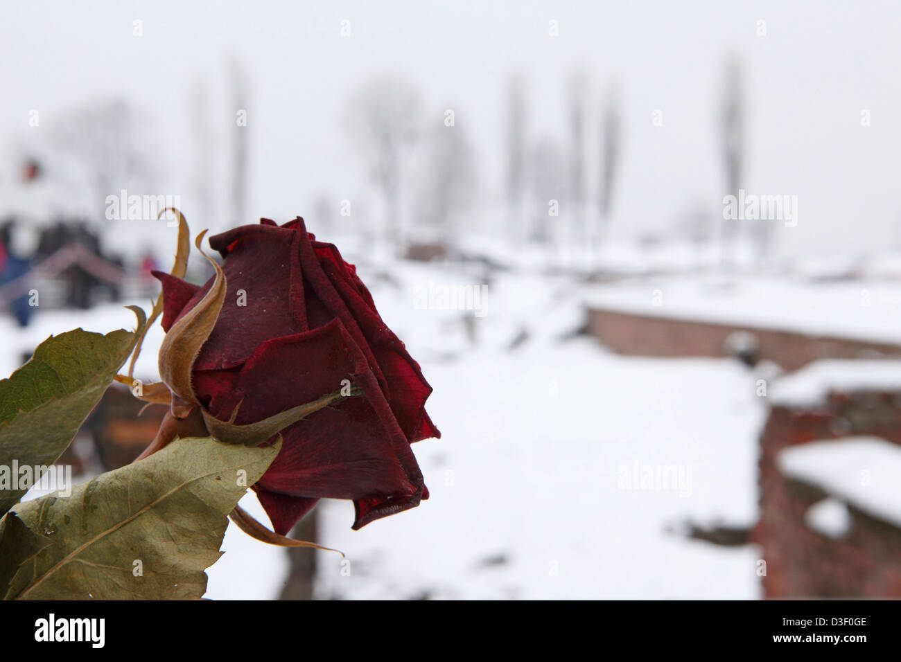 Une rose du souvenir à Birkenau (Auschwitz II), partie du camp de concentration d'Auschwitz-Birkenau State Museum, Oswiecim, Pologne. Banque D'Images