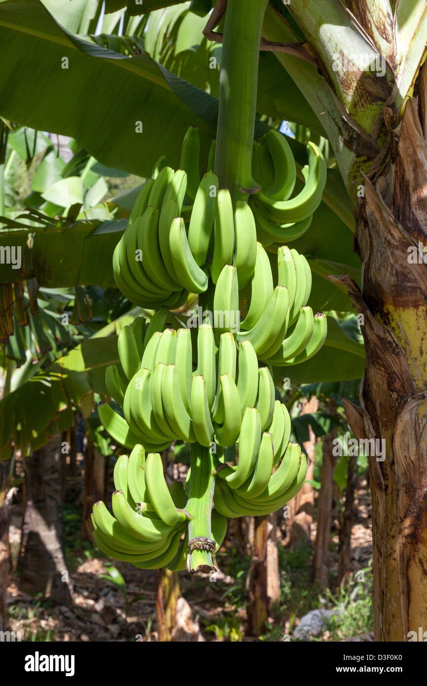 Les bananes qui poussent sur un arbre, St Lucia Banque D'Images