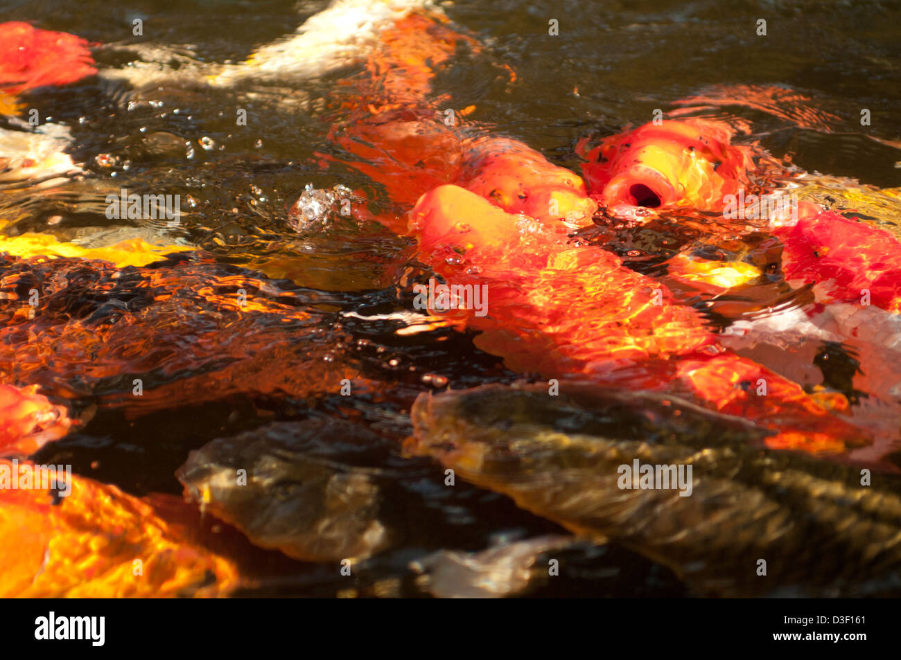 Koi ou nishikigoi plus particulièrement le poisson Banque D'Images