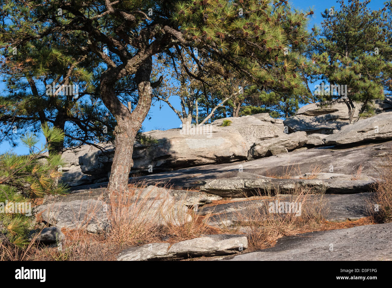 Les roches ensoleillées et de pins le long du sentier de randonnée près de la crête de la montagne de pierre à Stone Mountain Park près d'Atlanta, Georgia, USA Banque D'Images