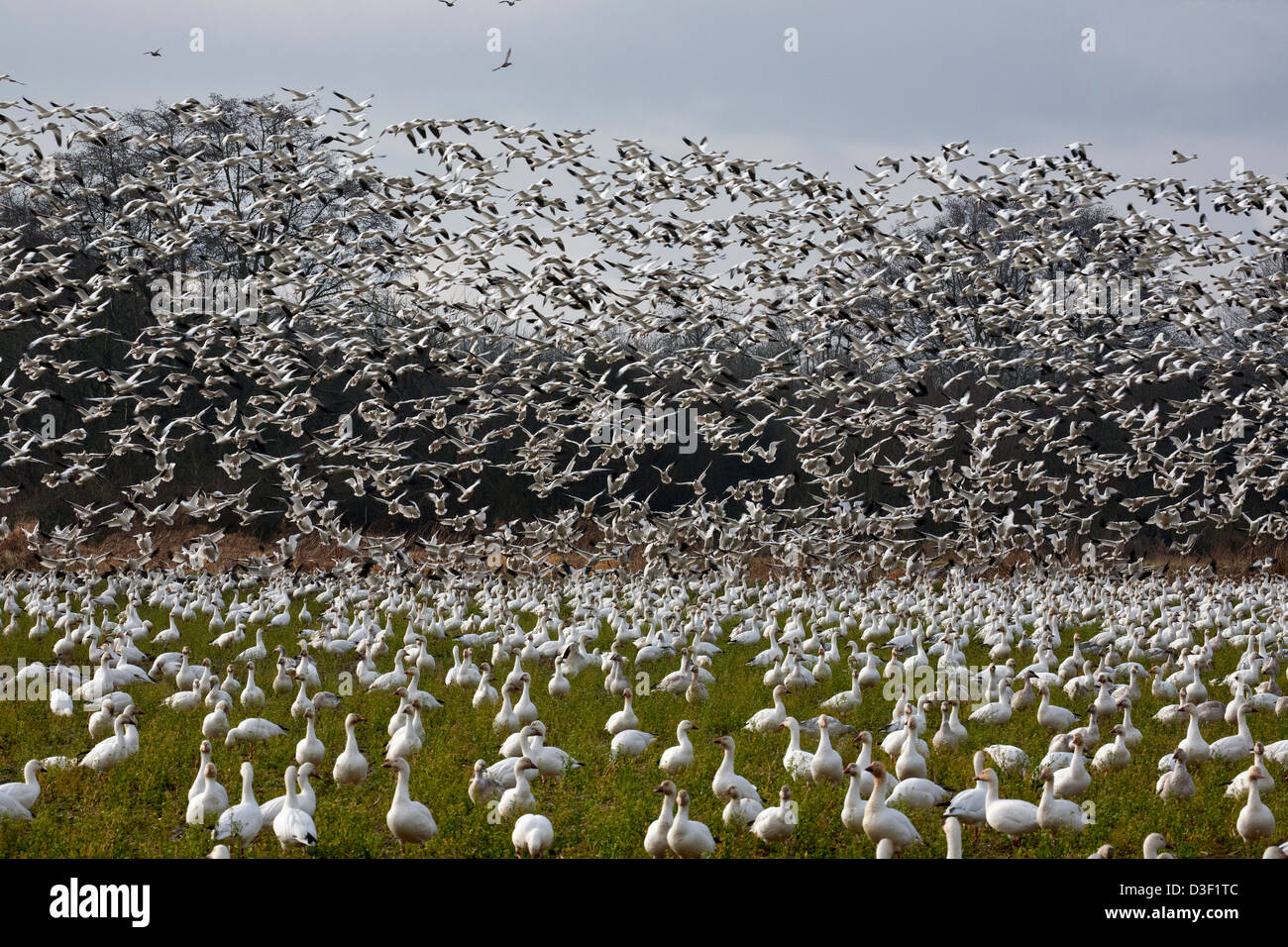 WASHINGTON - un grand troupeau d'oies blanches dans un champ agricole d'être rejoint par un second groupe sur l'île de sapin dans le Delta de la rivière Skagit. Banque D'Images